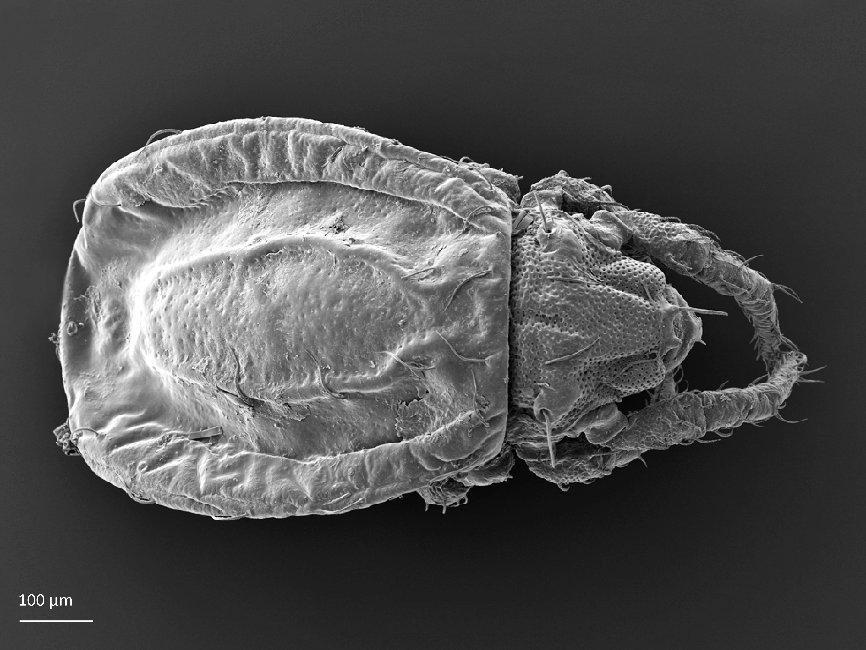 Edderkoppdyr: Platynothrus coulsoni.