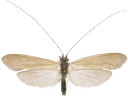 Vårfluer: Ceraclea annulicornis.