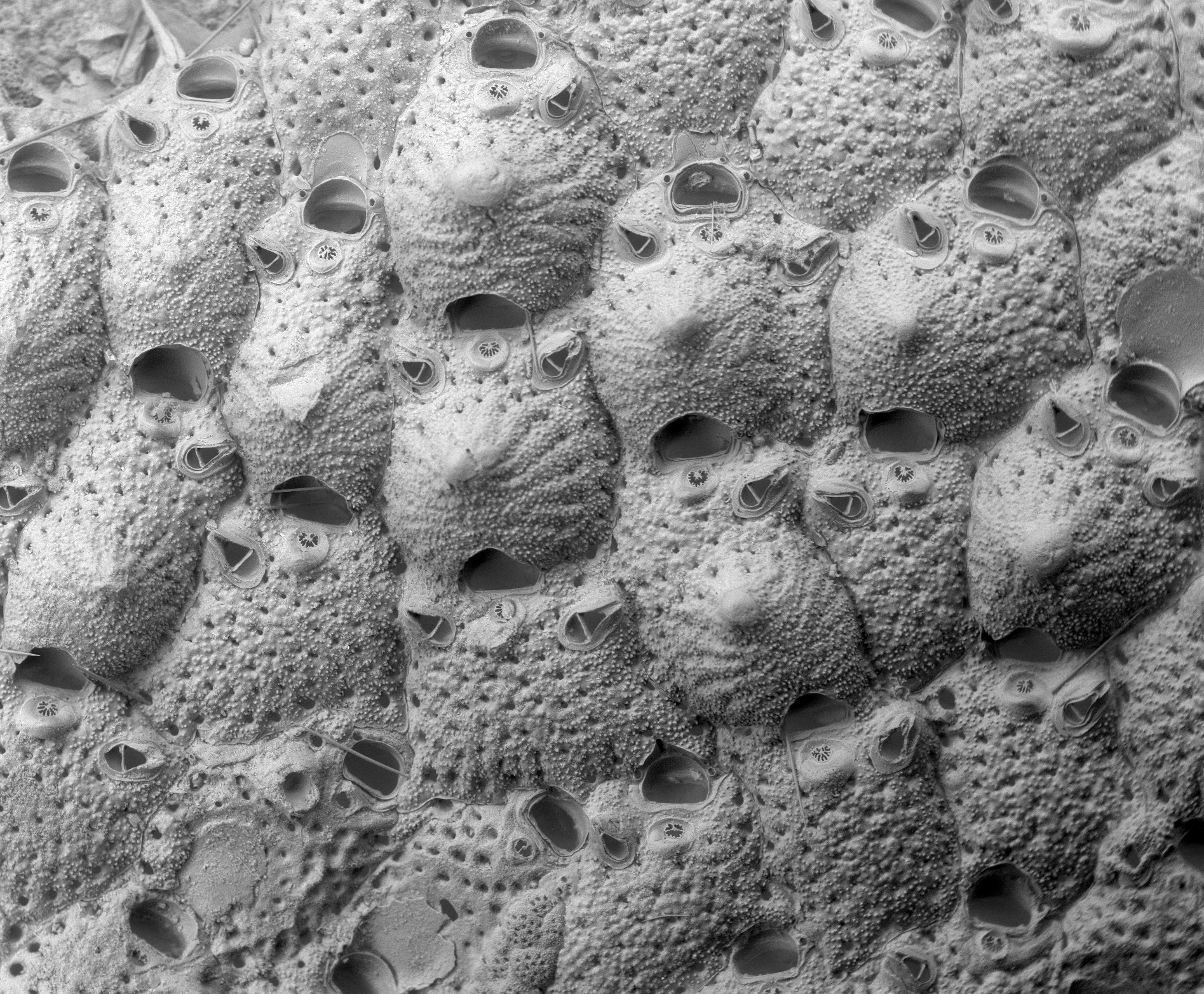 Mosdyr: Microporella.