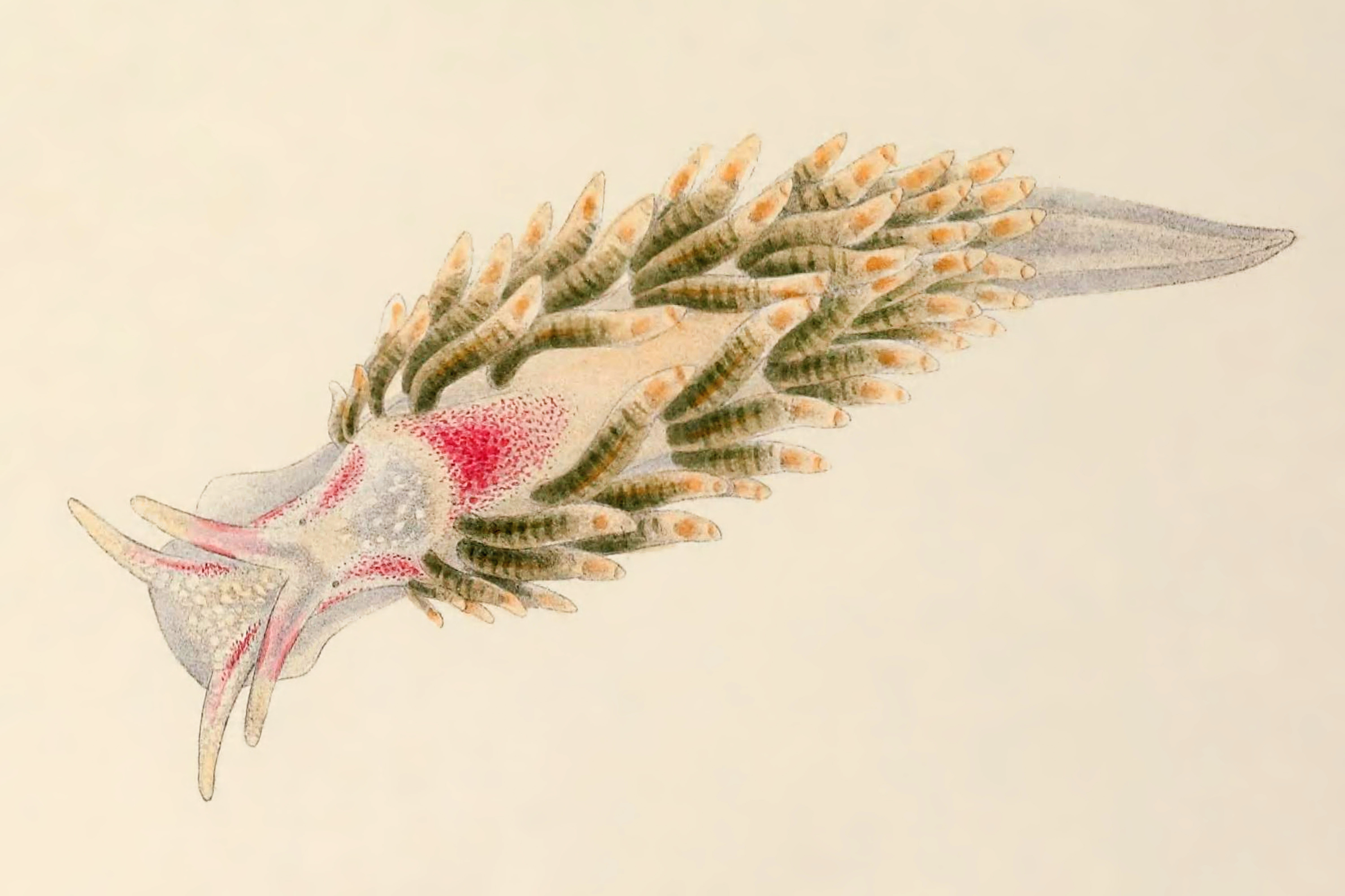 Bløtdyr: Trinchesia foliata.