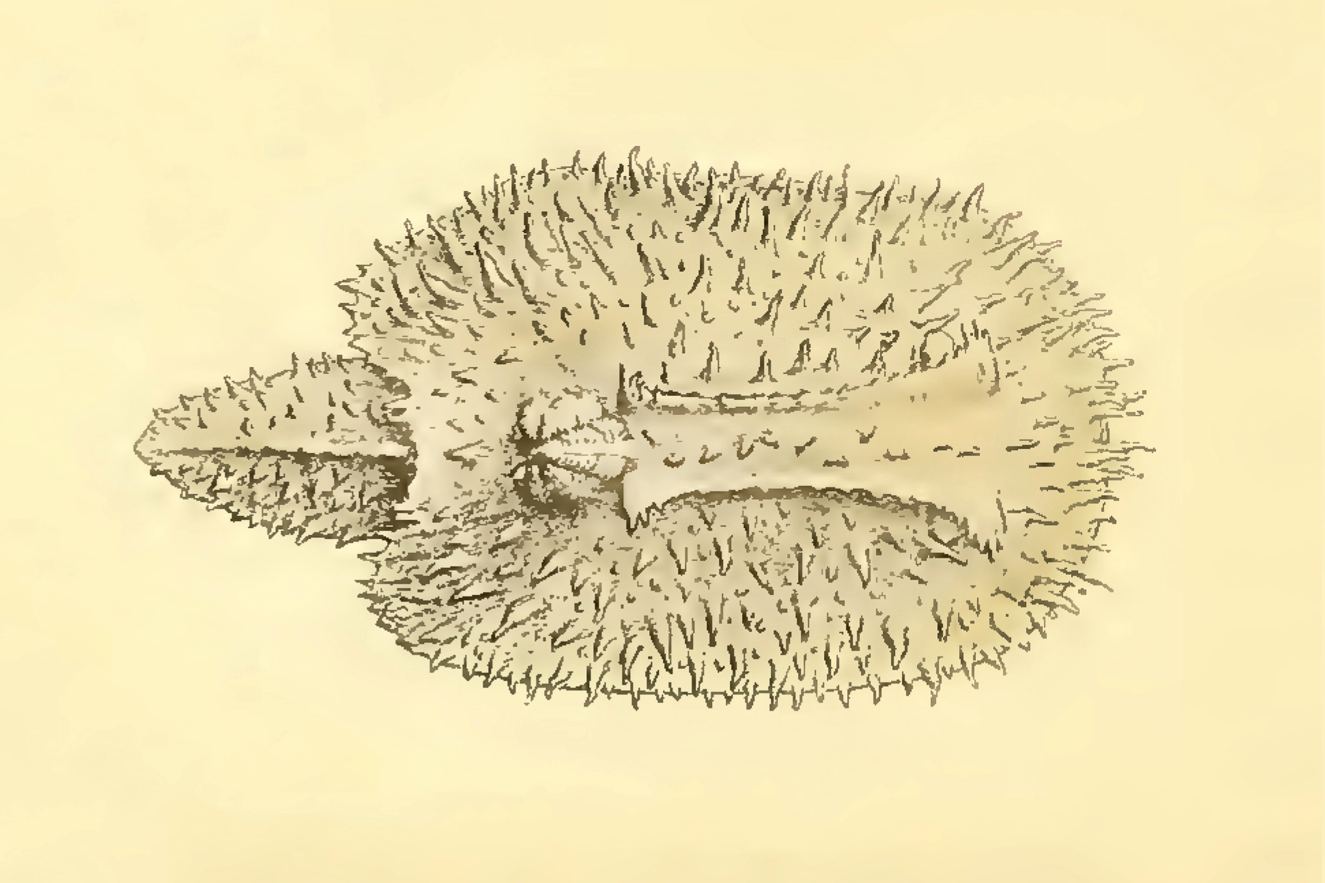 Bløtdyr: Doridunculus echinulatus.