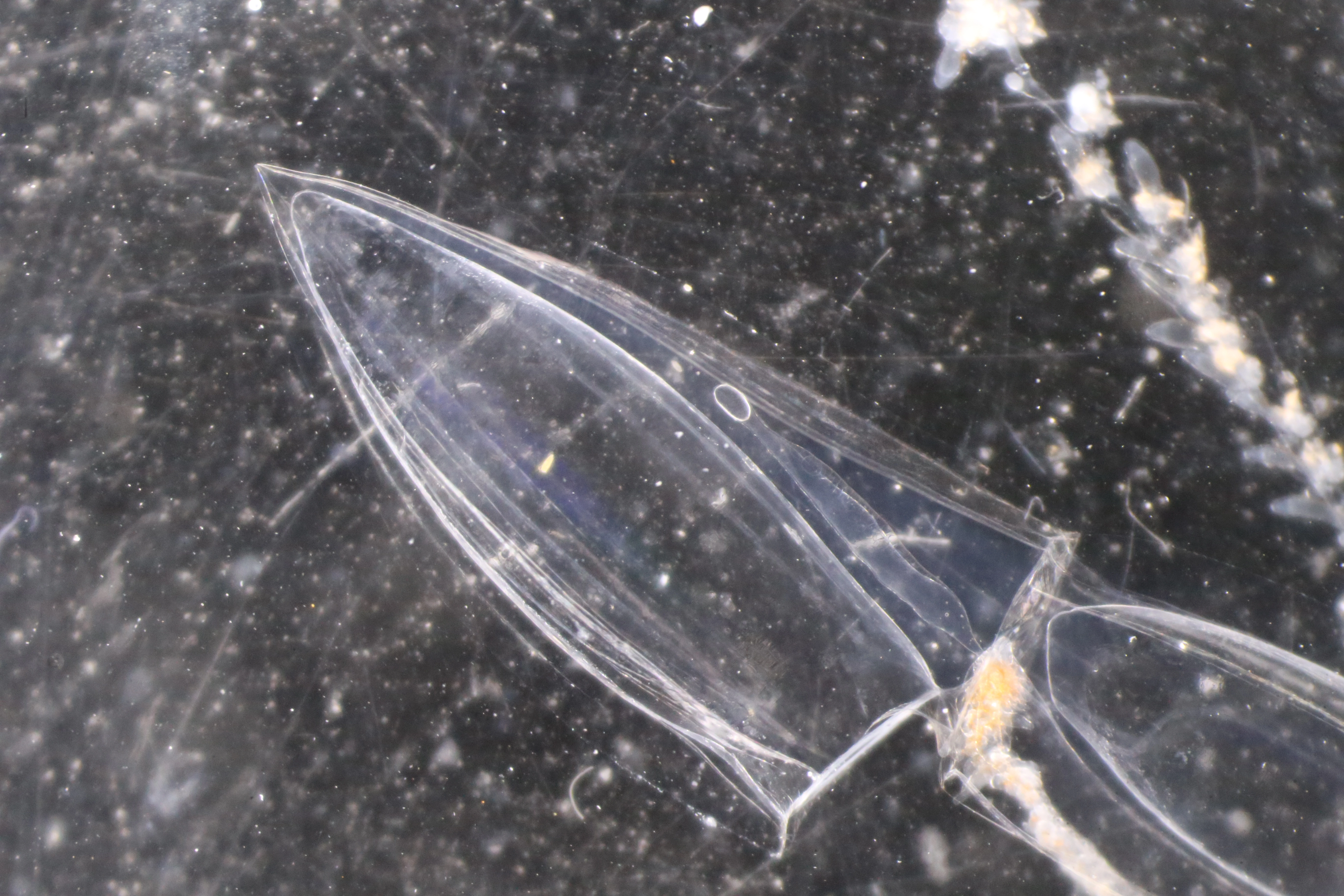 Hydrozoer: Lensia conoidea.