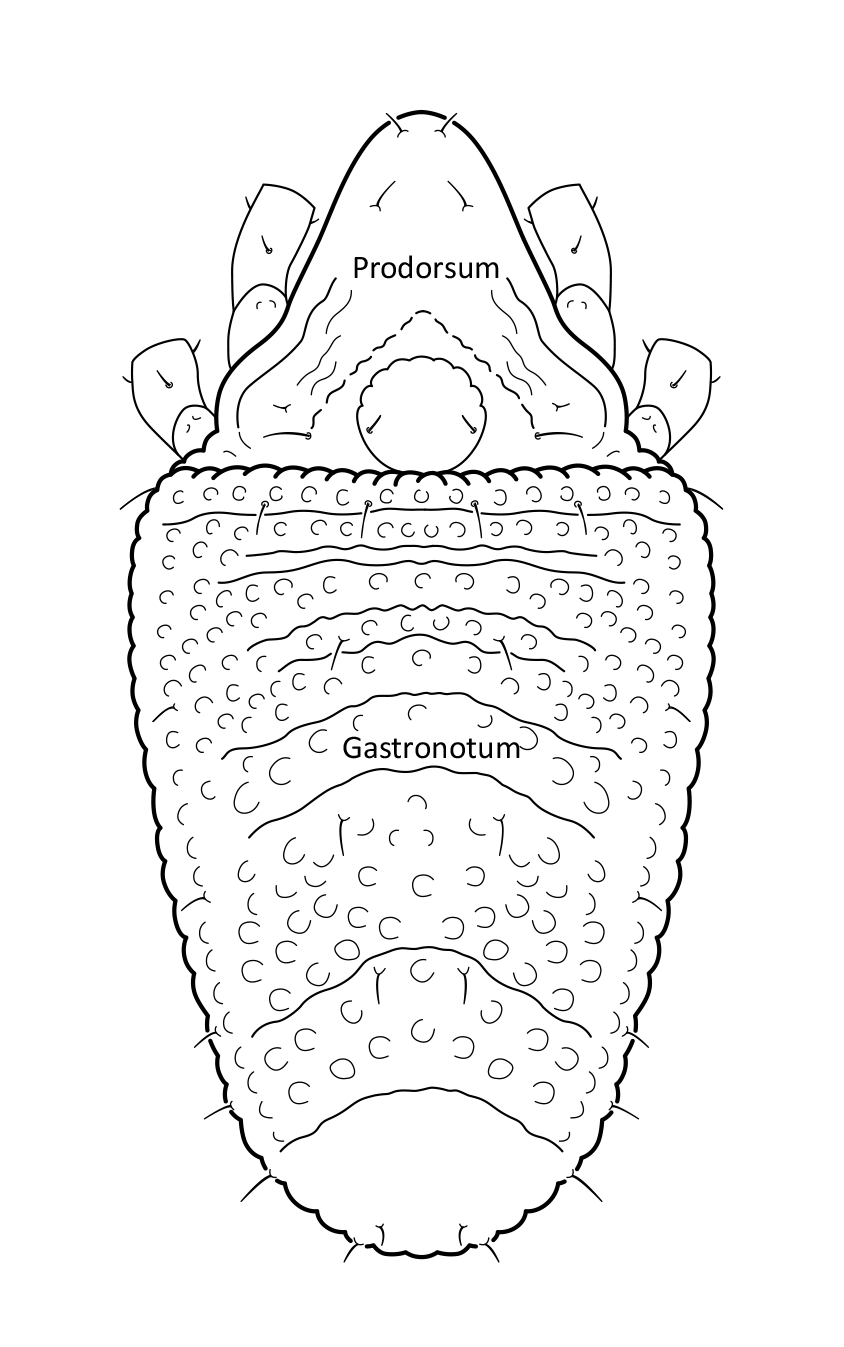 Midd: Ceratozetes parvulus.