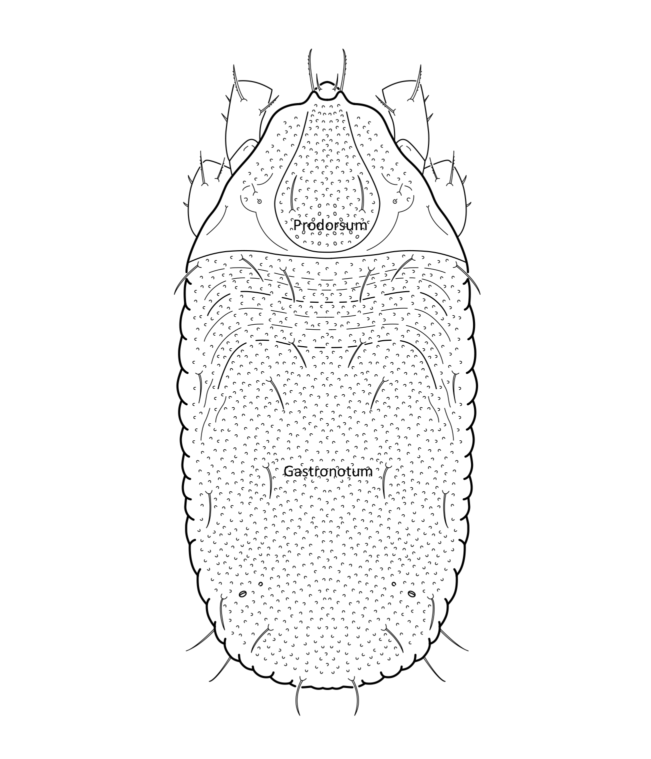Midd: Platynothrus punctatus.