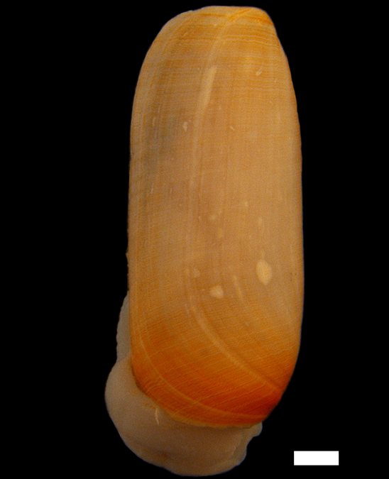 Bløtdyr: Cylichna cylindracea.