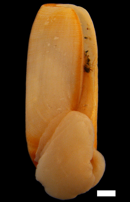 Bløtdyr: Cylichna cylindracea.