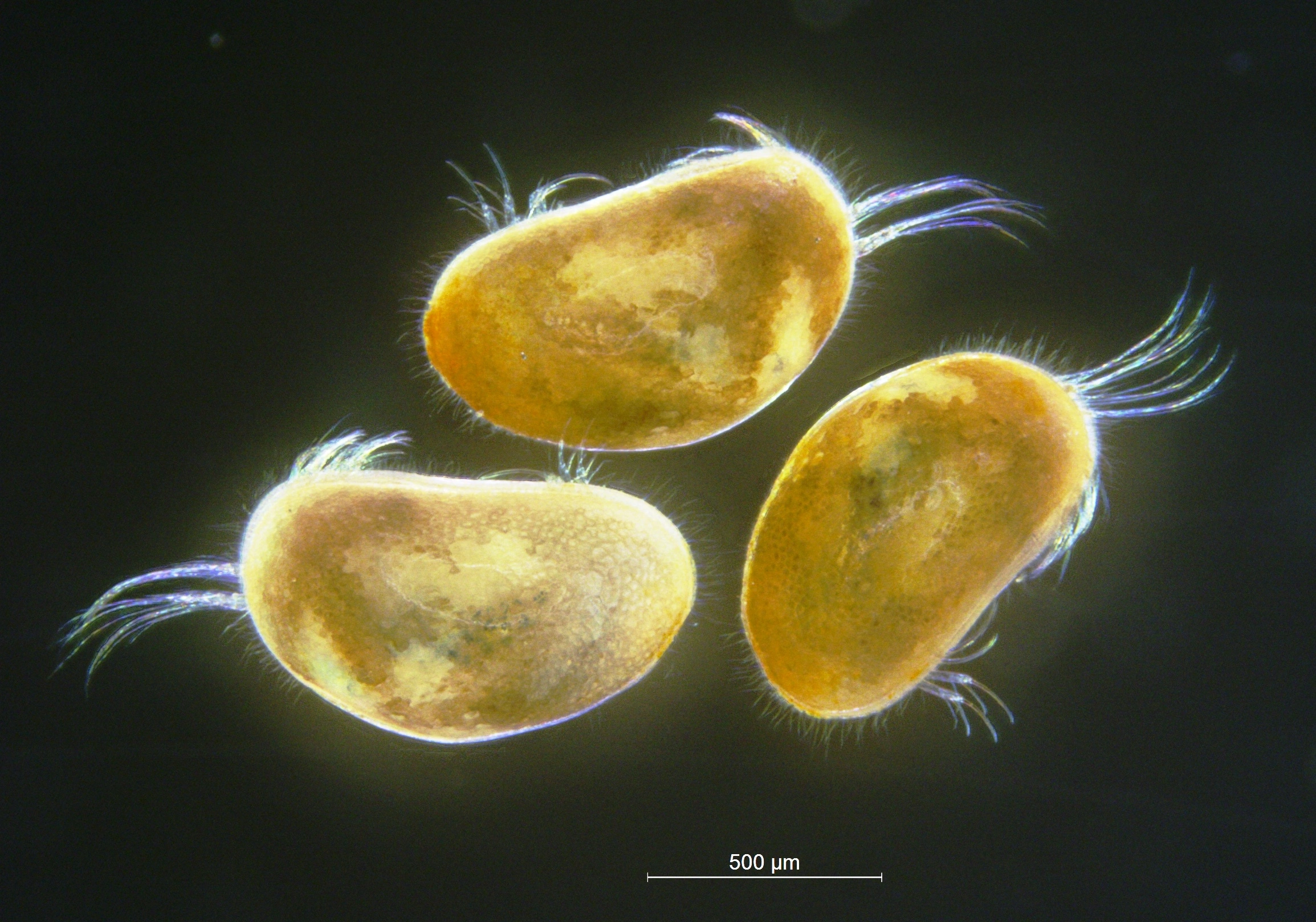 Muslingkreps: Heterocypris salina.