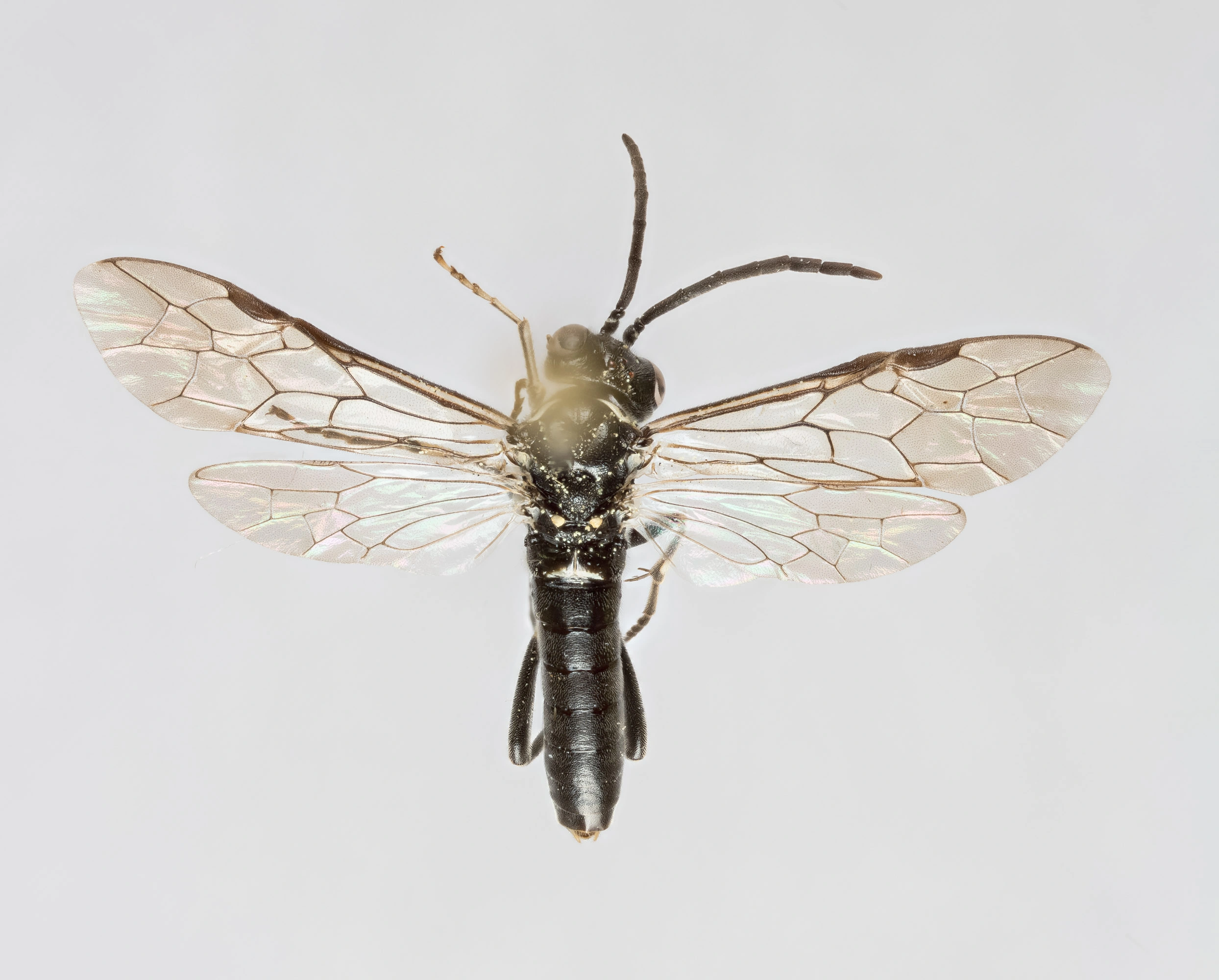 Vepser: Macrophya albicincta.