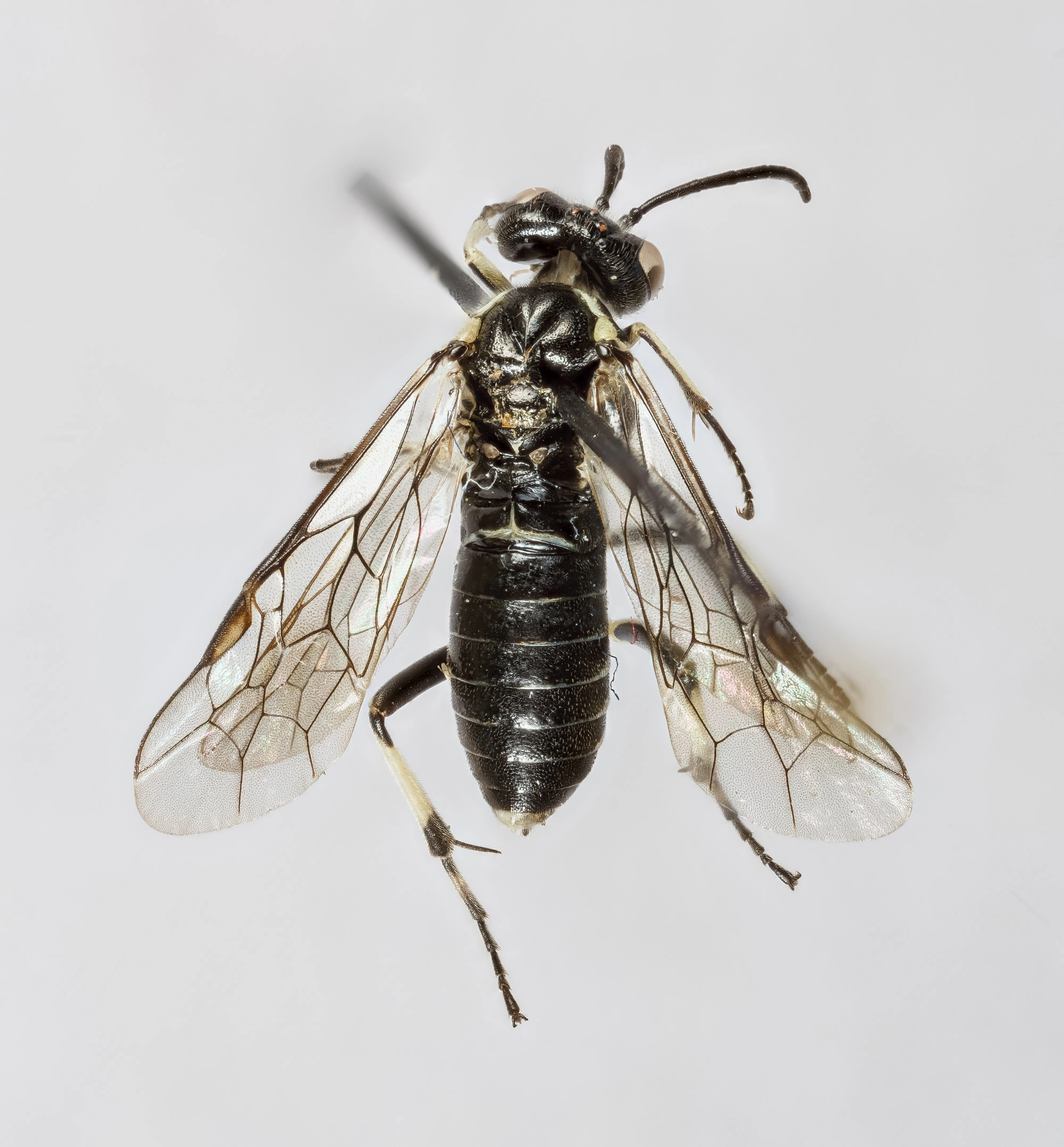 Bladvepser: Macrophya albipuncta.