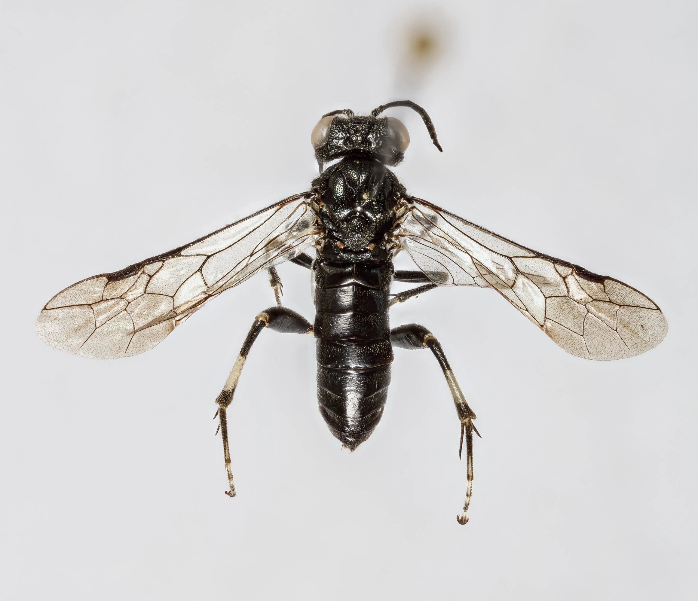 Bladvepser: Macrophya ribis.