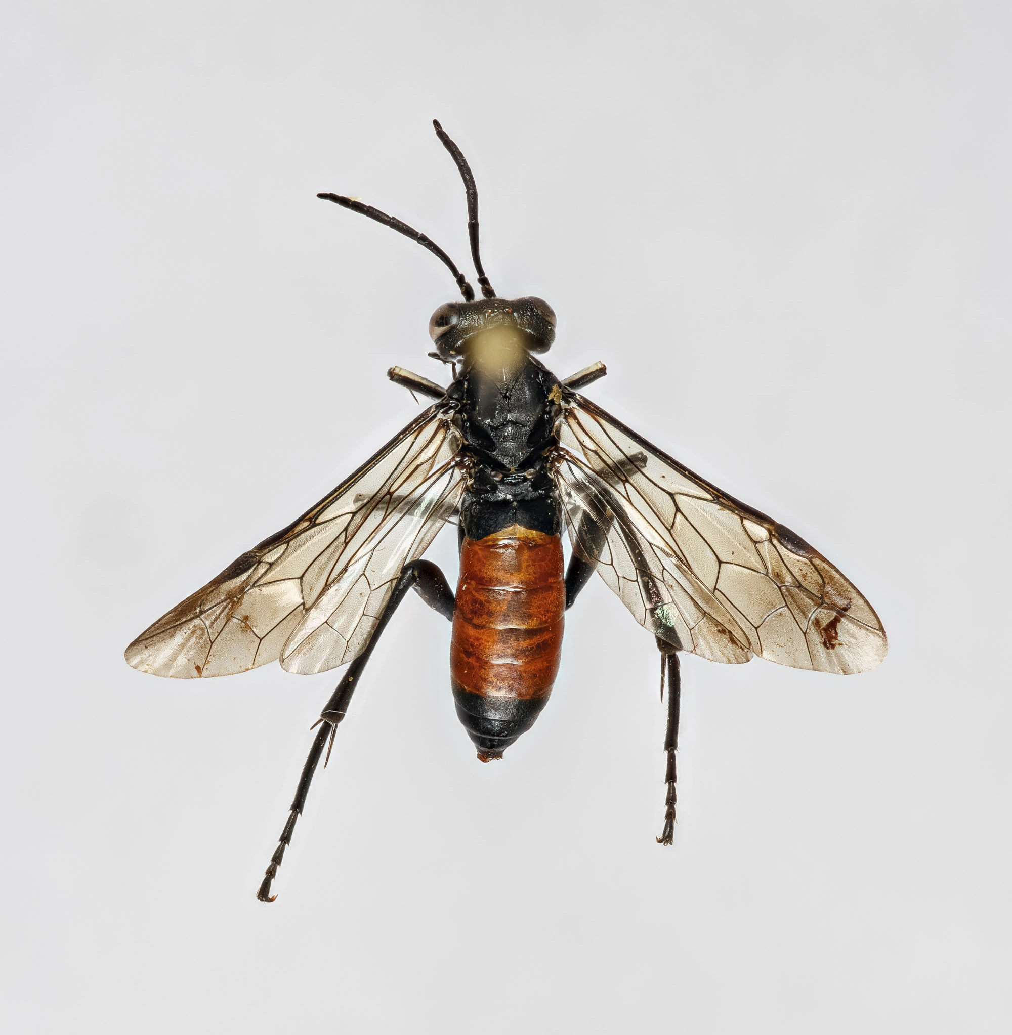 Bladvepser: Macrophya annulata.
