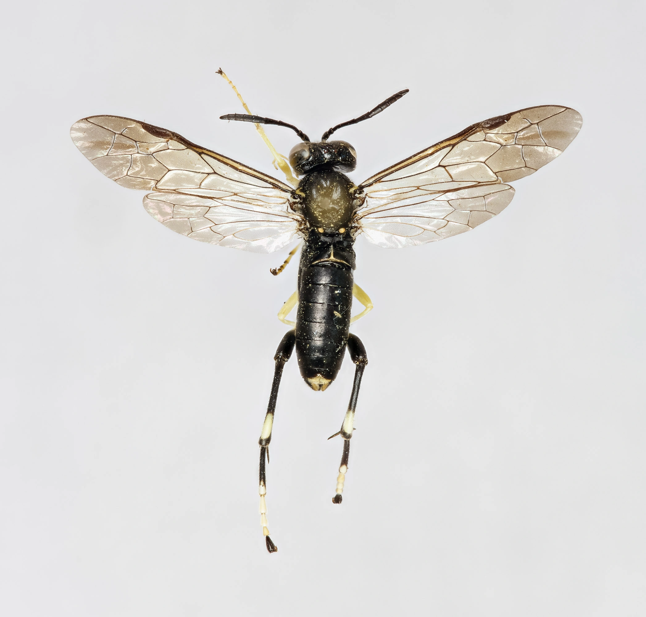 Bladvepser: Macrophya montana.