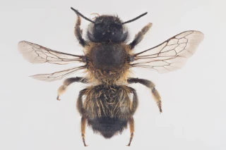 bladskjærerbier