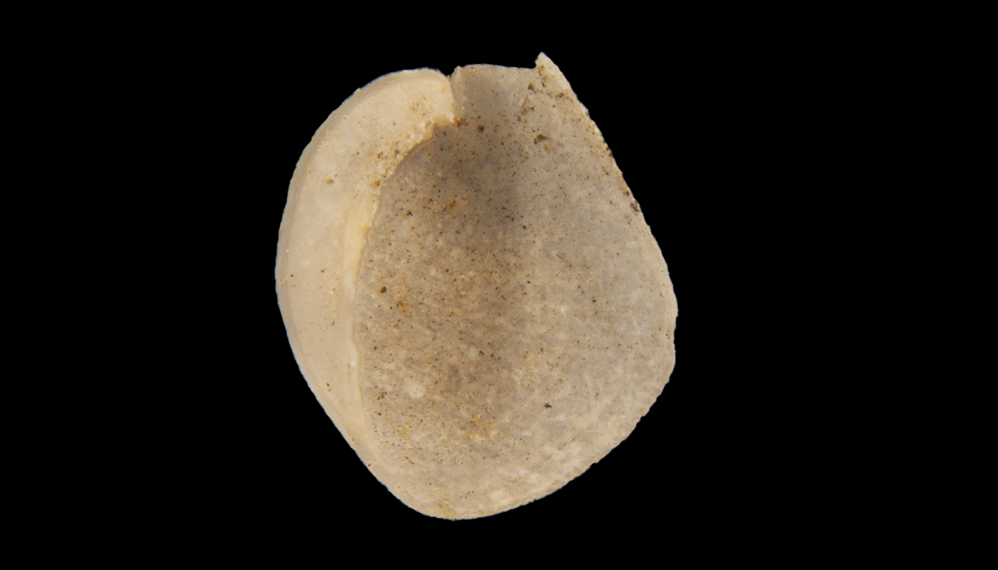 Bløtdyr: Philine angulata.