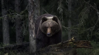 bjørnefamilien