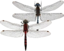 Speidelibeller: Leucorrhinia.