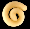 Ormebløtdyr: Simrothiella.
