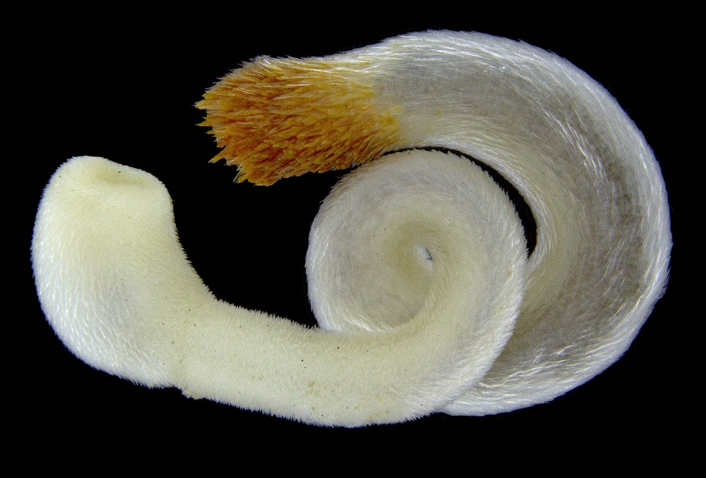 Ormebløtdyr: Chaetoderma nitidulum.
