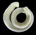 Ormebløtdyr: Scutopus ventrolineatus.