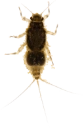 Døgnfluer: Caenis.