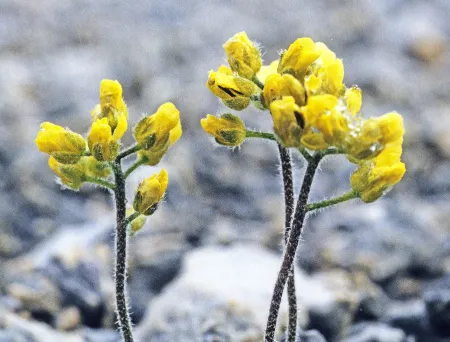 Nærbilde av Draba corymbosa, gul blomst