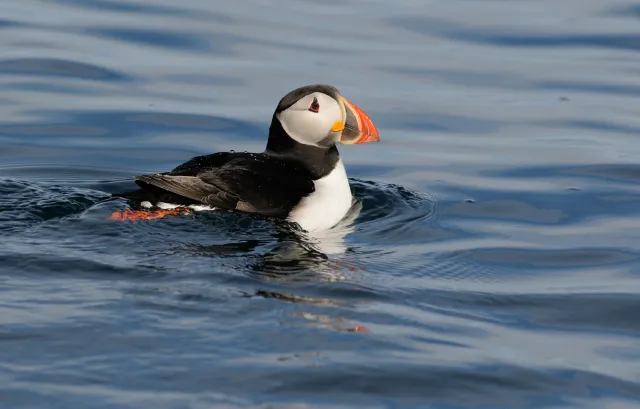 Lunde som svømmer på sjøen mot høyre.